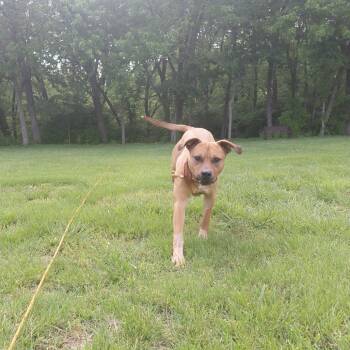 Labrador Retriever and Mixed Breed Dogs Available for Adoption in Springfield, Illinois - Spikey | PetCurious