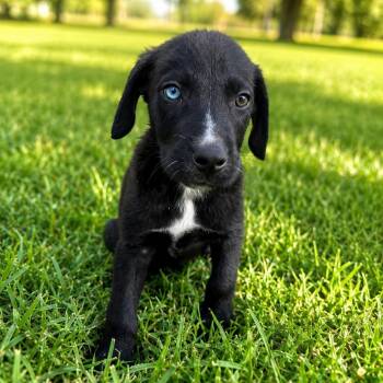 Salem -  Labrador Retriever Dog for Adoption in Harlingen, Texas - Salem | PetCurious