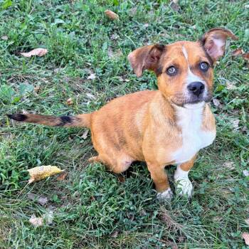 Sampson -  Mixed Breed Dog for Adoption in Warrensburg, Missouri - Sampson | PetCurious