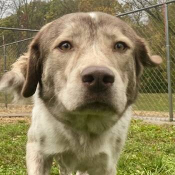 Rescue Mixed Breed Dogs for Adoption in Erie, Pennsylvania - Wesley | PetCurious