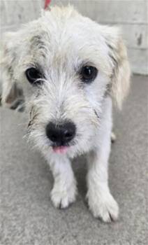 LENNY -  Terrier Dog for Adoption in San Bernardino, California - LENNY | PetCurious