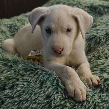 Mixed Breed Dogs Available for Adoption in Morristown, Vermont - Bernie | PetCurious