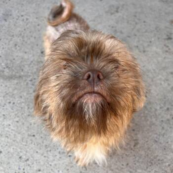 Chewie -  Mixed Breed Dog for Adoption in Fairport, New York - Chewie | PetCurious