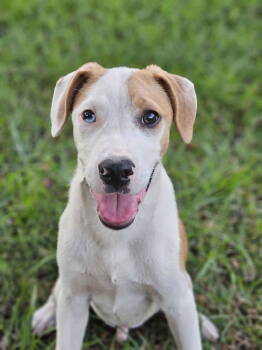 Rescue Beagle Dogs for Adoption in South Kingstown, Rhode Island - Mark Twain Storybook | PetCurious