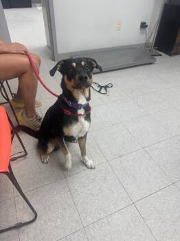 Mixed Breed Dogs Available for Adoption in Sorrento, Louisiana - Boy Buckwheat | PetCurious