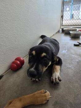 Kodiak -  Anatolian Shepherd and Mixed Breed Dog for Adoption in Largo, Florida - Kodiak | PetCurious