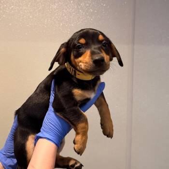 IVHS-Stray-144413 -  Rottweiler and Terrier Dog for Adoption in San Gabriel, California - IVHS-Stray-144413 | PetCurious