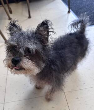 Buddy W -  Yorkshire Terrier and Miniature Poodle Dog for Adoption in Dyersburg, Tennessee - Buddy W | PetCurious