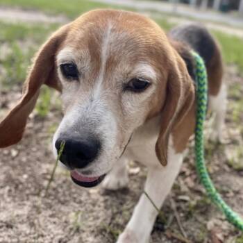Paxton 1629 -  Beagle Dog for Adoption in Freeport, Florida - Paxton 1629 | PetCurious