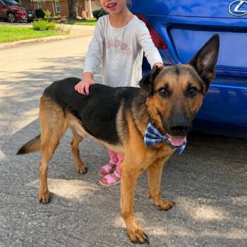 TOBY GS -  German Shepherd Dog Dog for Adoption in Lucas, Texas - TOBY GS | PetCurious