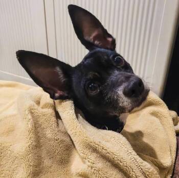 Chihuahua Dogs Available for Adoption in Marble Falls, Texas - Marnie | PetCurious