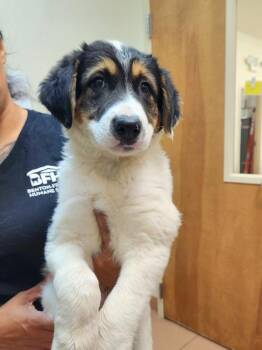Dee Dee -  Saint Bernard and Mixed Breed Dog for Adoption in Kennewick, Washington - Dee Dee | PetCurious