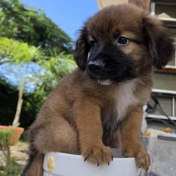 Painted -  Spaniel Dog for Adoption in Isabela, Isabela - Painted | PetCurious