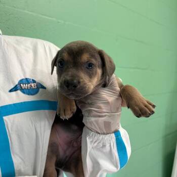 Travertine 3312 -  Mixed Breed Dog for Adoption in Loxahatchee Groves, Florida - Travertine 3312 | PetCurious