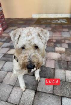Luca -  Wheaten Terrier and Miniature Poodle Dog for Adoption in Maitland, Florida - Luca | PetCurious