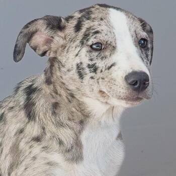 Catahoula Leopard Dog Dogs Available for Adoption - Lisa | PetCurious