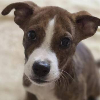 Scott -  Boxer and Mixed Breed Dog for Adoption in Yucaipa, California - Scott | PetCurious