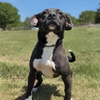 Terrier Dogs Available for Adoption in Shelby, North Carolina - Jagger | PetCurious