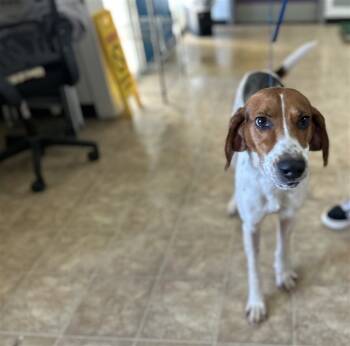Rescue Hound Dogs for Adoption in Raleigh, North Carolina - FRANKIE | PetCurious
