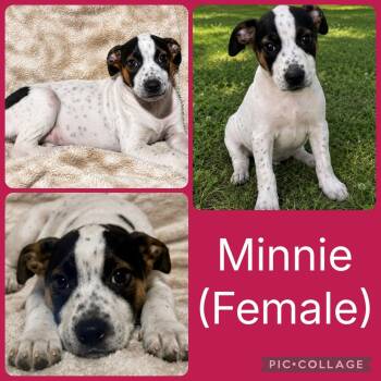 Minnie -  Labrador Retriever and Hound Dog for Adoption in Ringwood, New Jersey - Minnie | PetCurious
