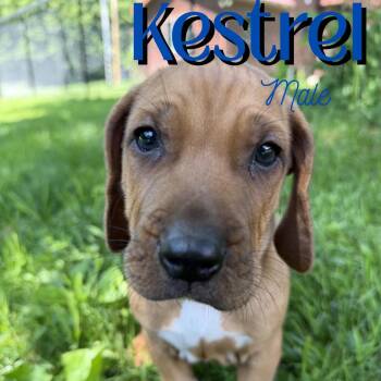 Kestrel -  Redbone Coonhound and Mixed Breed Dog for Adoption in Glenfield, New York - Kestrel | PetCurious