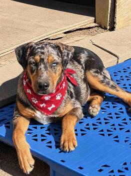 Bucky -  Catahoula Leopard Dog and Black Labrador Retriever Dog for Adoption in Okolona, Mississippi - Bucky | PetCurious