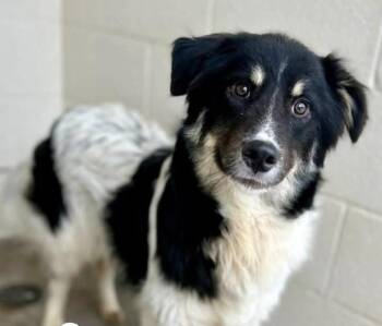Sauce -  Australian Shepherd and Mixed Breed Dog for Adoption in Severance, Colorado - Sauce | PetCurious