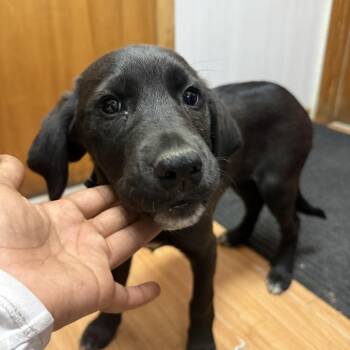 Black Labrador Retriever Dogs Available for Adoption in Madison, Wisconsin - Meg | PetCurious