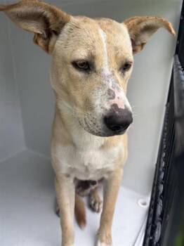 A657838 -  Carolina Dog and Mixed Breed Dog for Adoption in Houston, Texas - A657838 | PetCurious