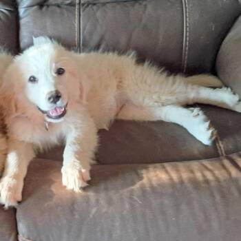 OPAL (GPP4) -  Great Pyrenees Dog for Adoption in Stuart, Virginia - OPAL (GPP4) | PetCurious
