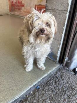 Poodle and Maltese Dogs Available for Adoption in San Bernardino, California - MAY | PetCurious