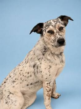 MILLIE -  Border Collie and Australian Cattle Dog Blue Heeler Dog for Adoption in Westminster, Maryland - MILLIE | PetCurious