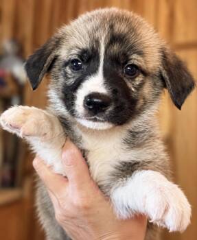 Swift Sport -  Shepherd Dog for Adoption in Andover, Massachusetts - Swift Sport | PetCurious