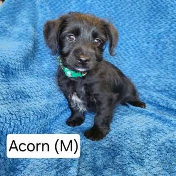 Rescue Miniature Poodle and Mixed Breed Dogs for Adoption in Watertown, Wisconsin - Acorn | PetCurious