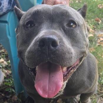 Nala -  Pit Bull Terrier Dog for Adoption in Sarasota, Florida - Nala | PetCurious