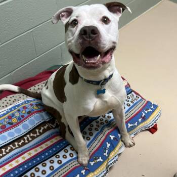 Dudley -  Mixed Breed Dog for Adoption in State College, Pennsylvania - Dudley | PetCurious