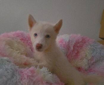 Elsa -  Pomsky and Husky Dog for Adoption in Manvel, Texas - Elsa | PetCurious