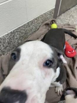 Bruno -  Pit Bull Terrier and Mixed Breed Dog for Adoption in Westland, Michigan - Bruno | PetCurious