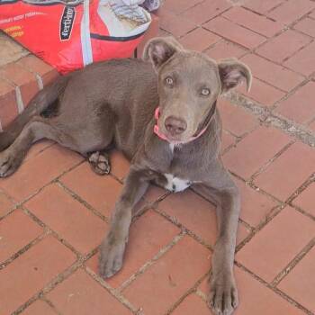 Ellie -  Weimaraner and Chocolate Labrador Retriever Dog for Adoption in Midland, Texas - Ellie | PetCurious