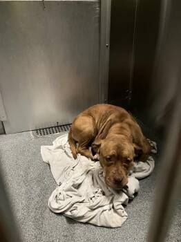 Pit Bull Terrier Dogs Available for Adoption - TINY | PetCurious