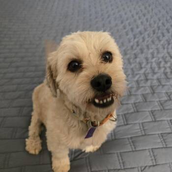 Benji -  Cocker Spaniel and Poodle Dog for Adoption in Gilbert, Arizona - Benji | PetCurious