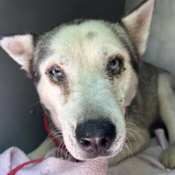 Circe -  Husky and Mixed Breed Dog for Adoption in Greensboro, North Carolina - Circe | PetCurious