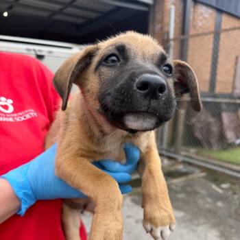 Selena -  Labrador Retriever Dog for Adoption in Birmingham, Alabama - Selena | PetCurious