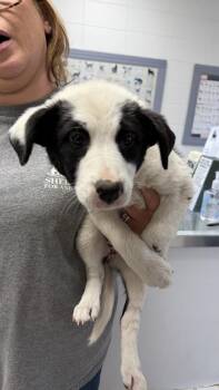 Border Collie and Mixed Breed Dogs Available for Adoption in Ontario, California - Tina | PetCurious