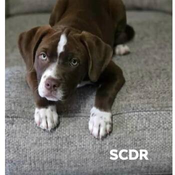 717 (2026) Madeline -  Chocolate Labrador Retriever and Pit Bull Terrier Dog for Adoption in Parker, Colorado - 717 (2026) Madeline | PetCurious