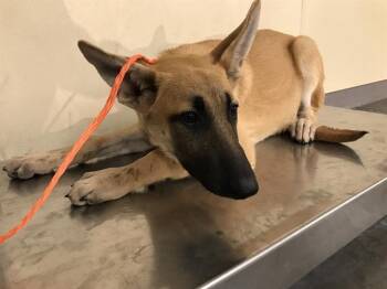 BANANA -  Belgian Shepherd Malinois Dog for Adoption in Tustin, California - BANANA | PetCurious