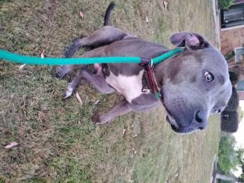 Rescue Pit Bull Terrier Dogs for Adoption in Auburn, Georgia - Kourtney | PetCurious