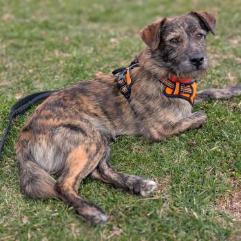 Mountain Cur and Terrier Dogs Available for Adoption - Billy | PetCurious