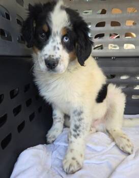 Australian Shepherd and Standard Poodle Dogs Available for Adoption - Freddie | PetCurious