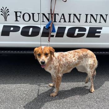 Evaluna -  Cattle Dog and Mixed Breed Dog for Adoption in Greenville, South Carolina - Evaluna | PetCurious